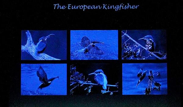 6. A passion for kingfishers.jpg
